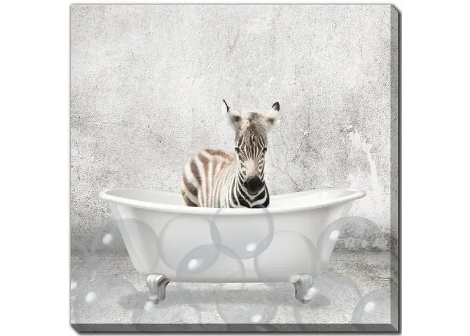 Baby Zebra Bath Canvas Art