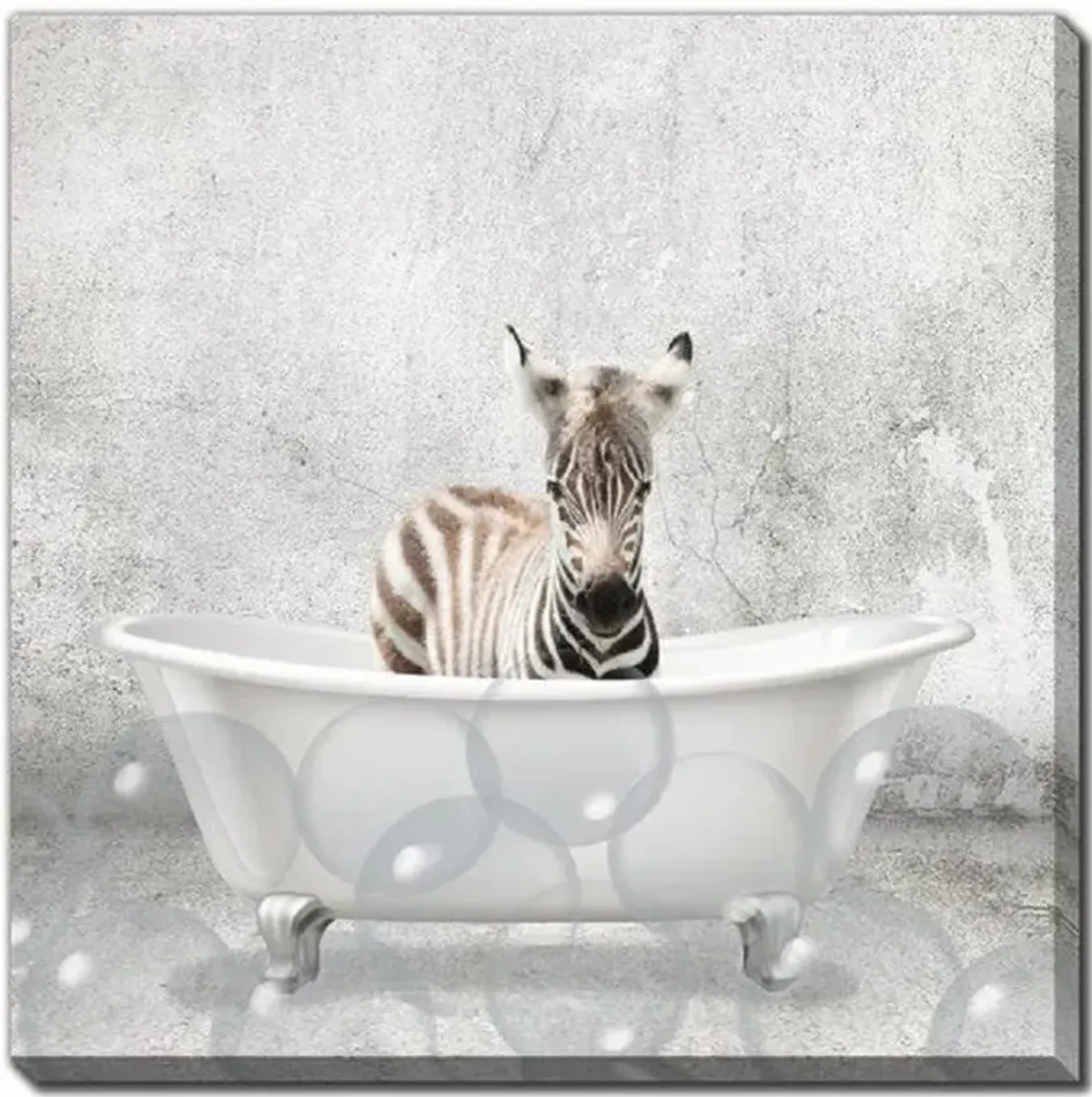 Baby Zebra Bath Canvas Art