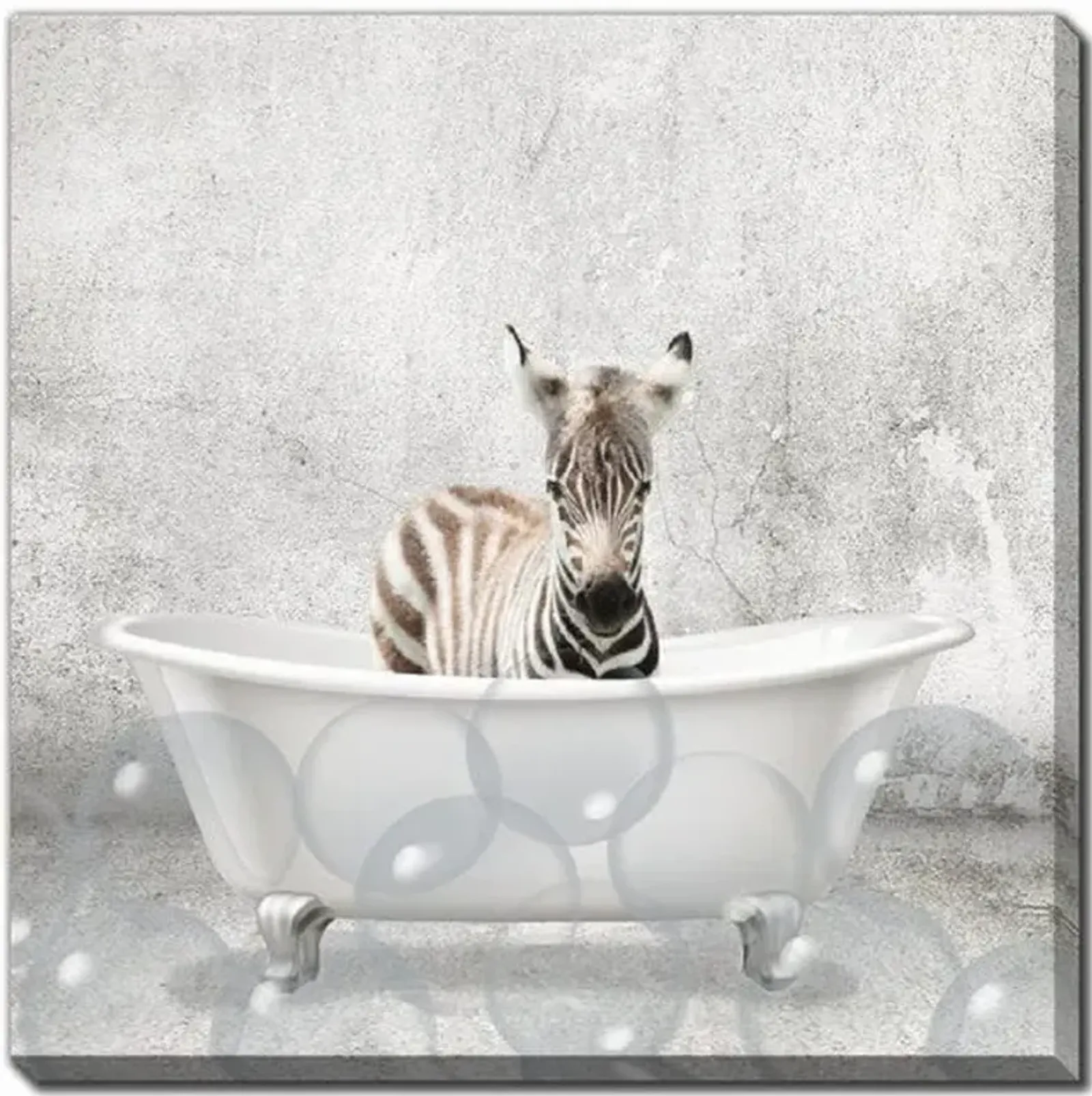 Baby Zebra Bath Canvas Art