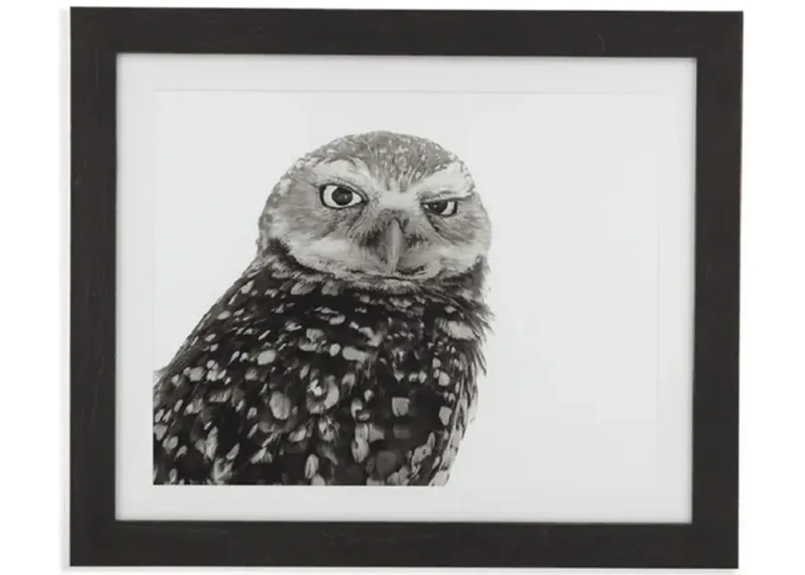 Burrowing Owl Art