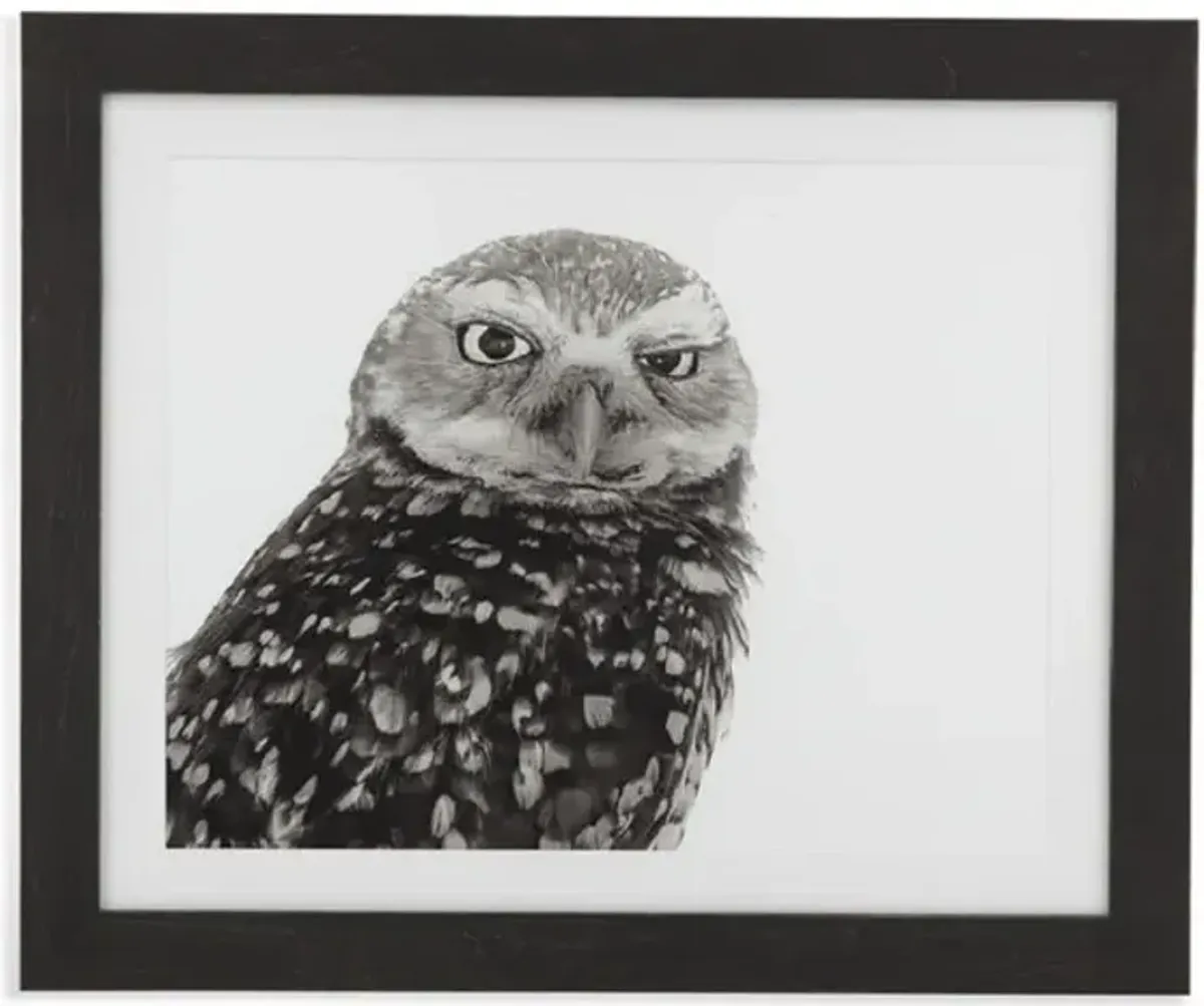 Burrowing Owl Art