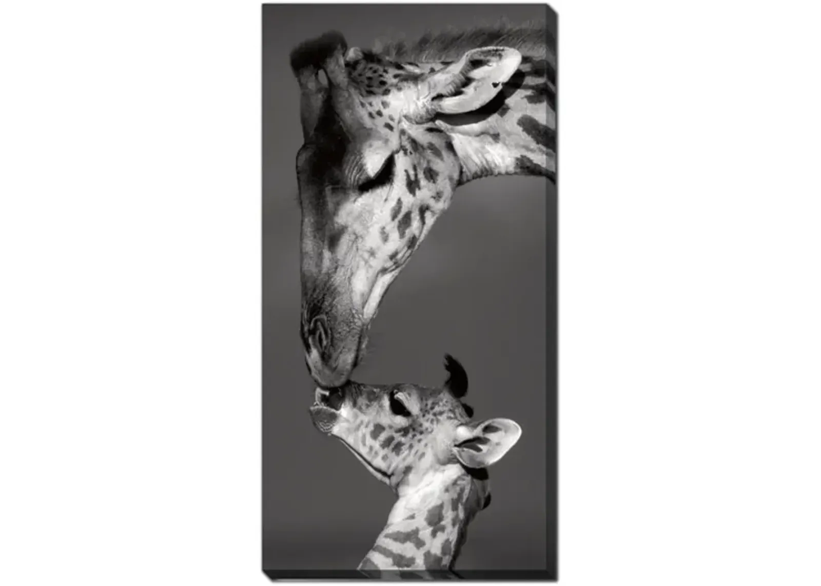 Giraffes Canvas Art