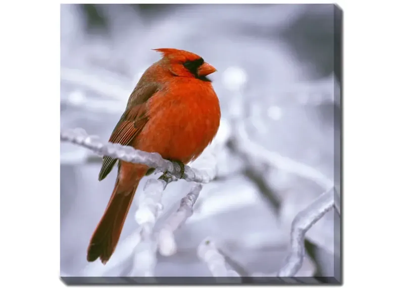 Winter Cardinal Canvas Art