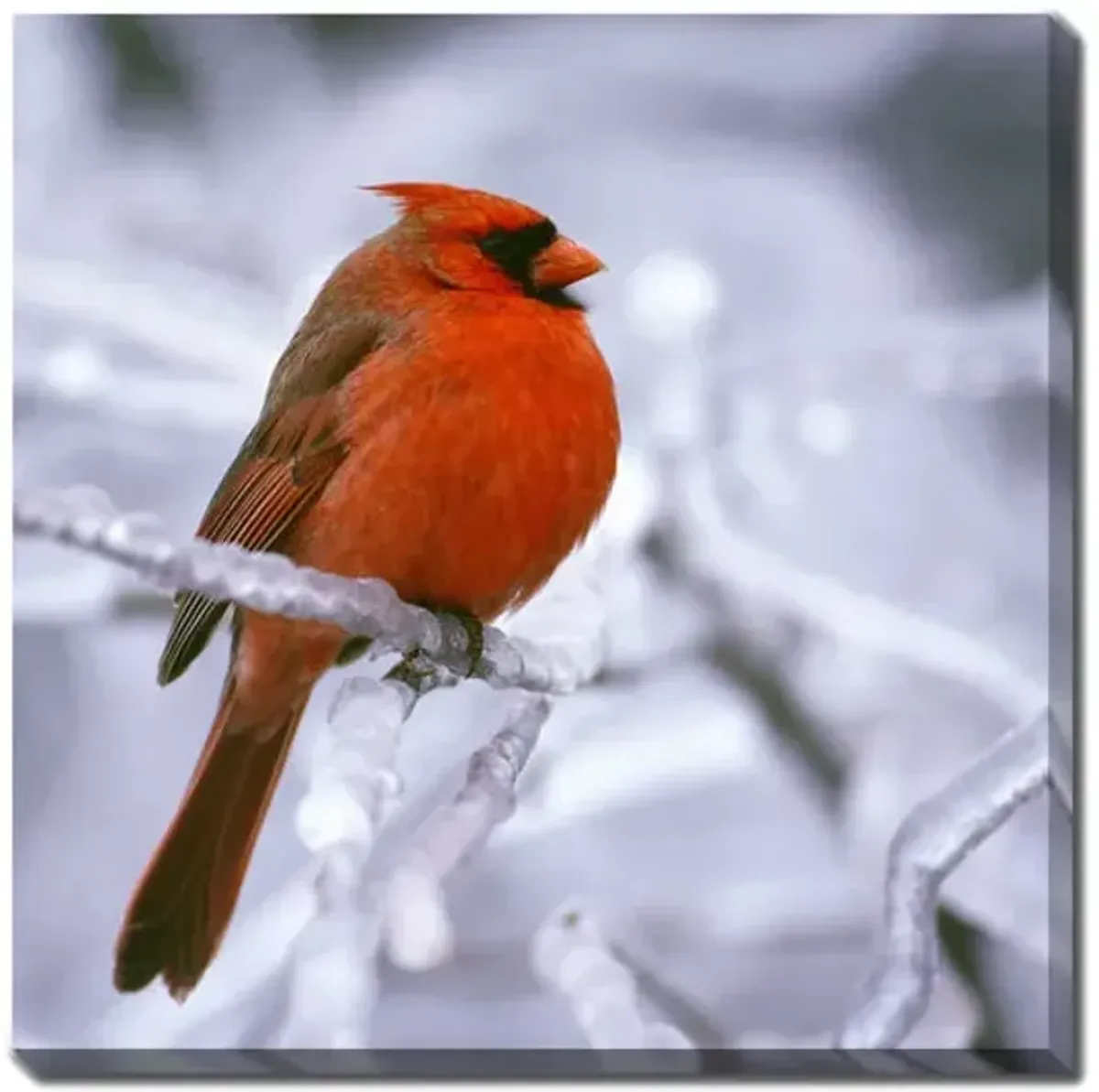 Winter Cardinal Canvas Art