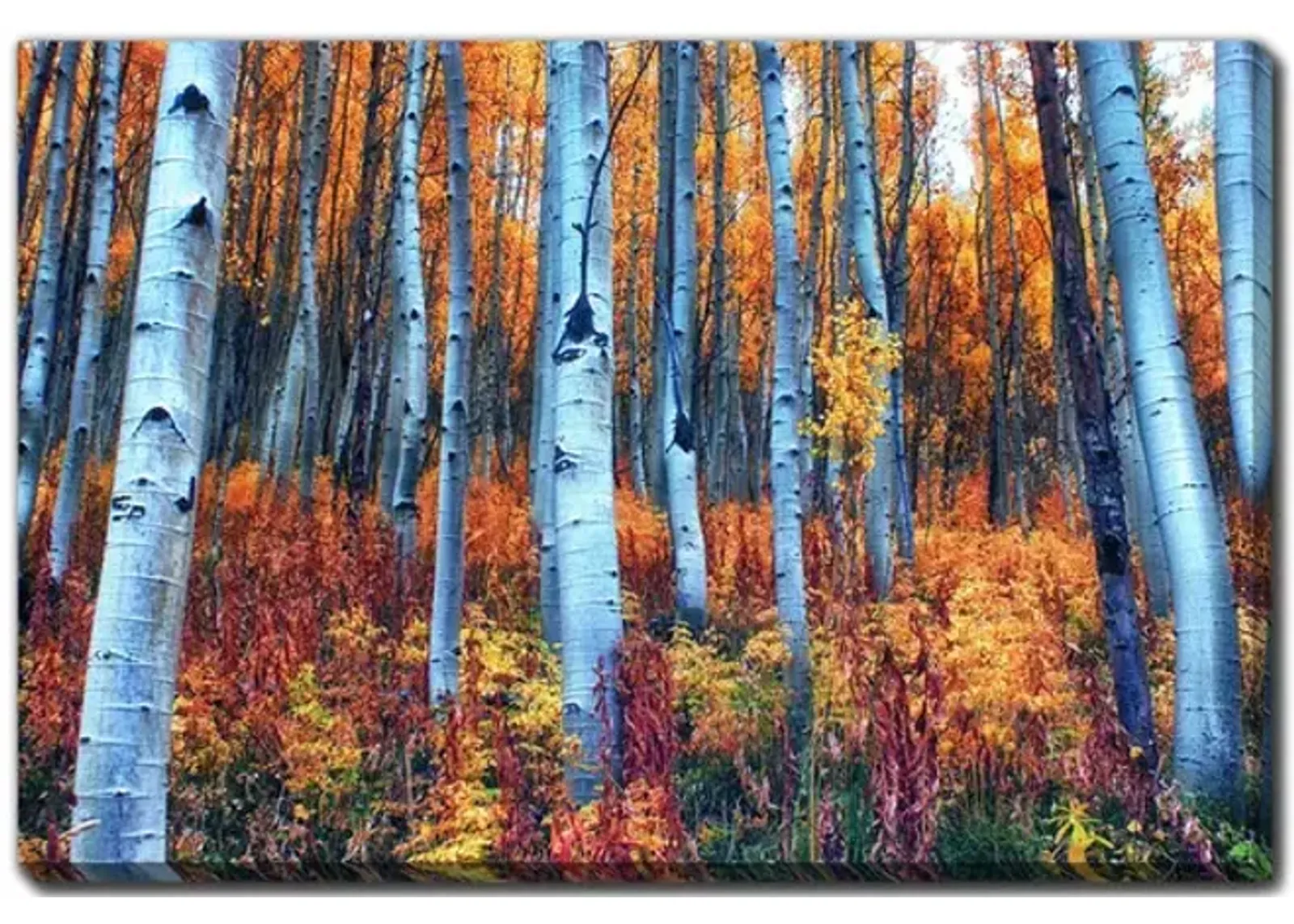 Colorful Aspen Canvas Art