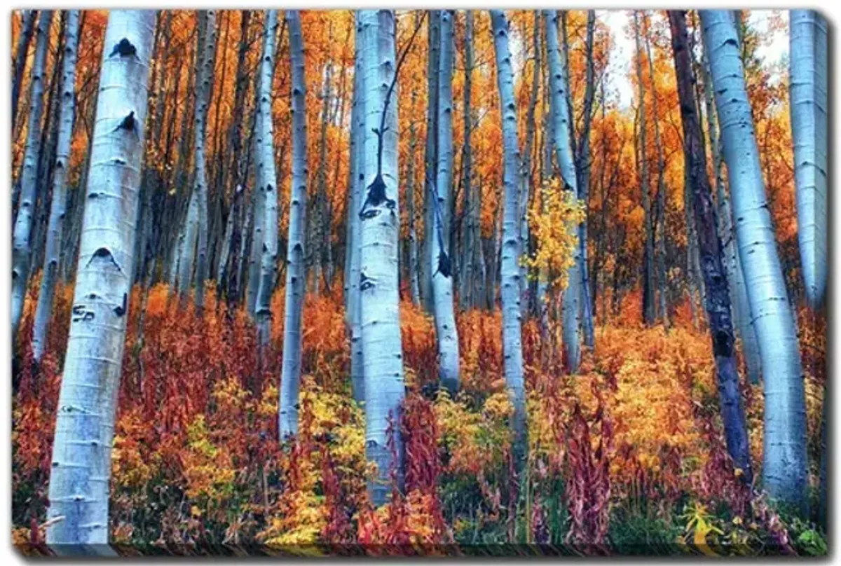 Colorful Aspen Canvas Art