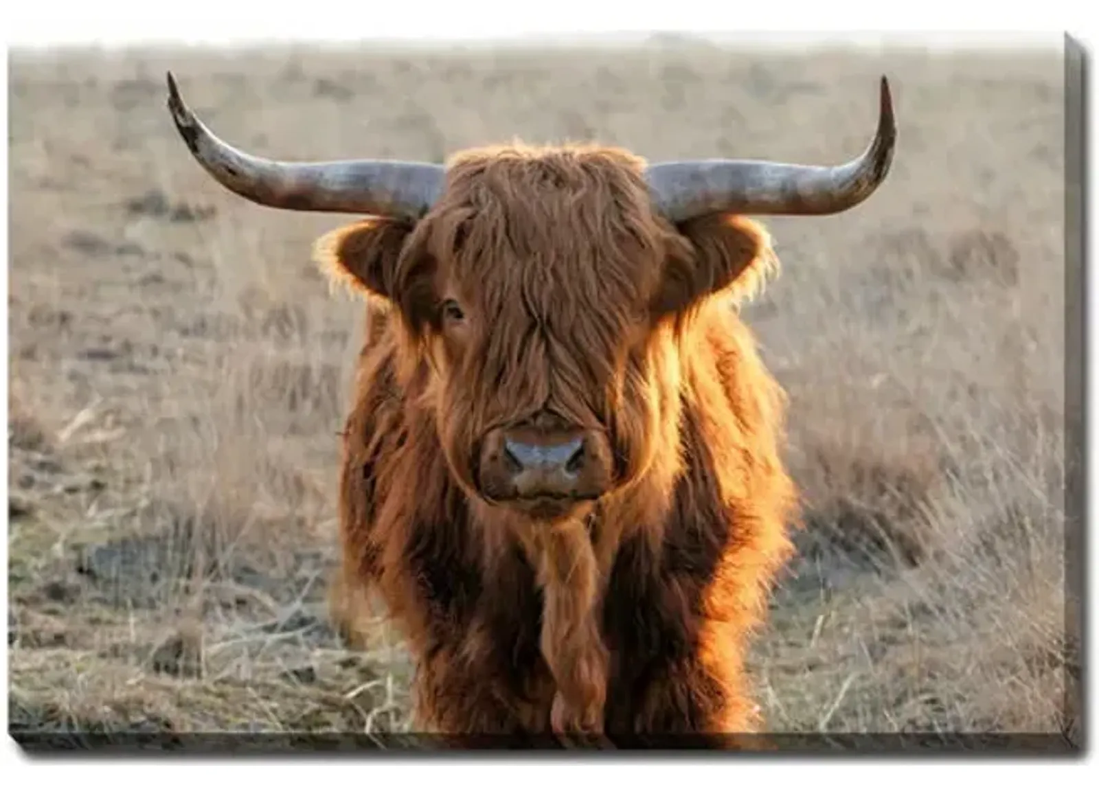 Scottish Highlander Canvas Art