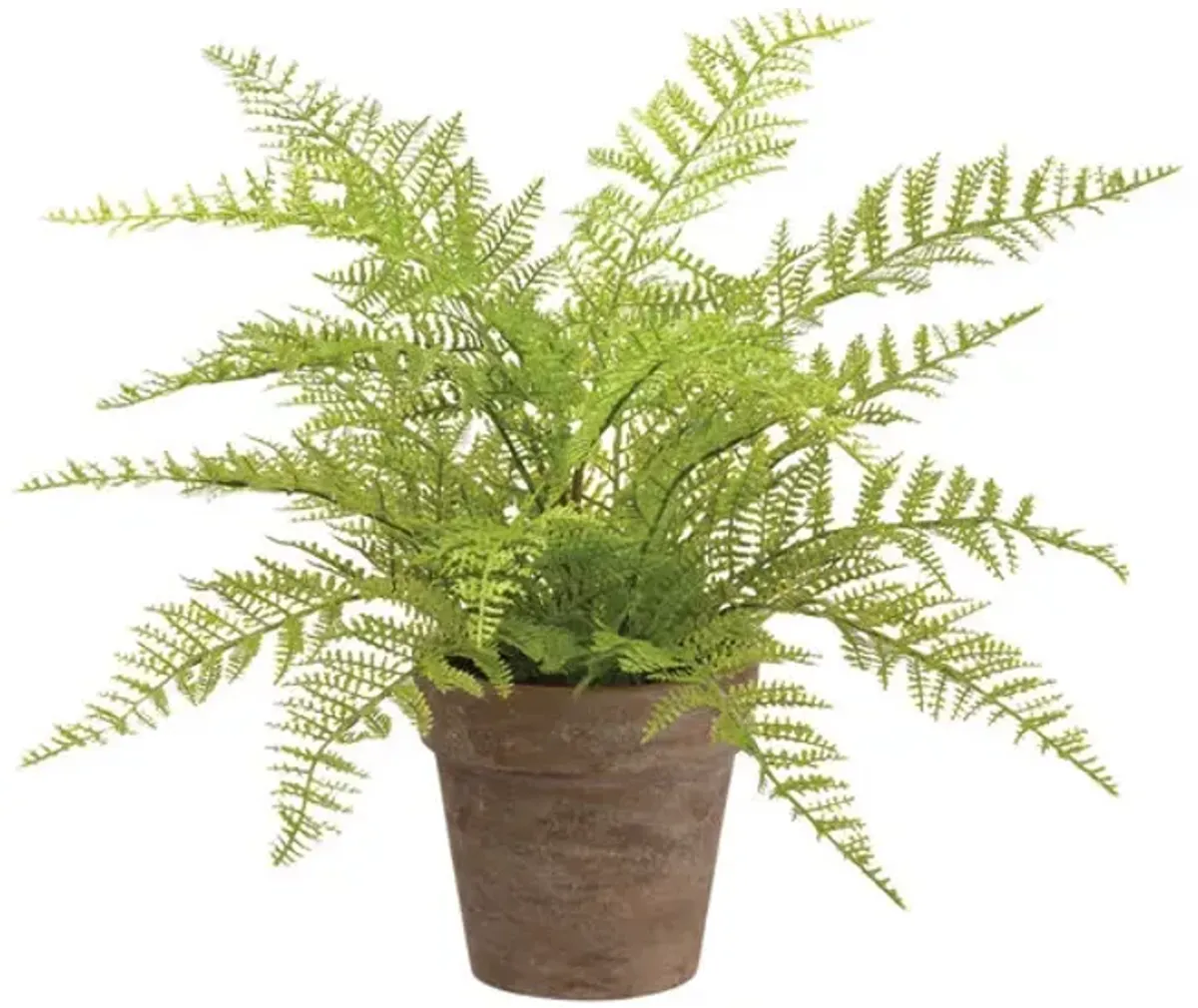 12  Soft Fern