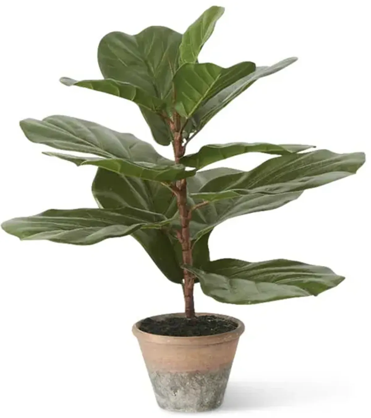 Fig Tree In Clay Pot
