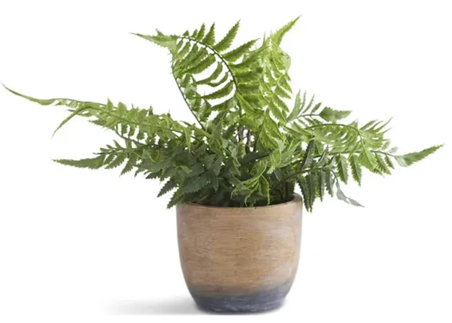 Fern In Cement Pot