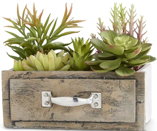 Succulents Planted In Drawer