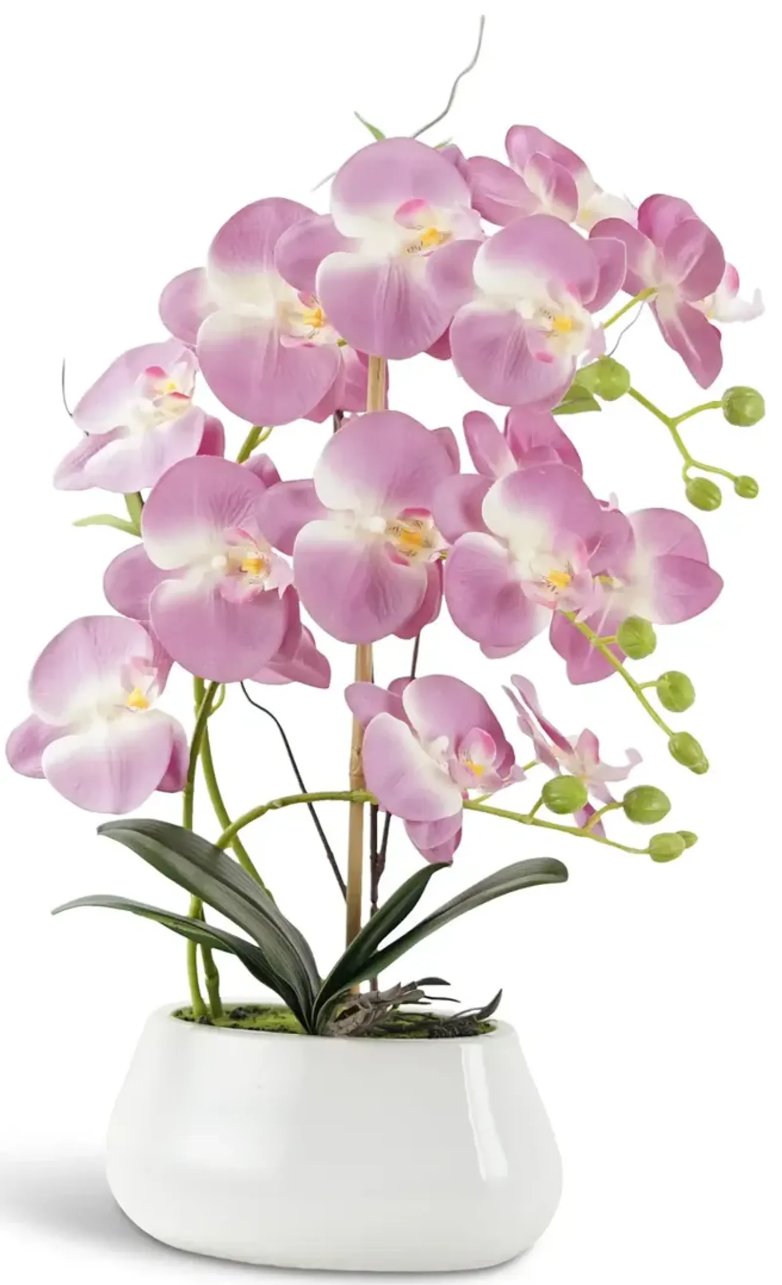 Violet Orchid Arrangement