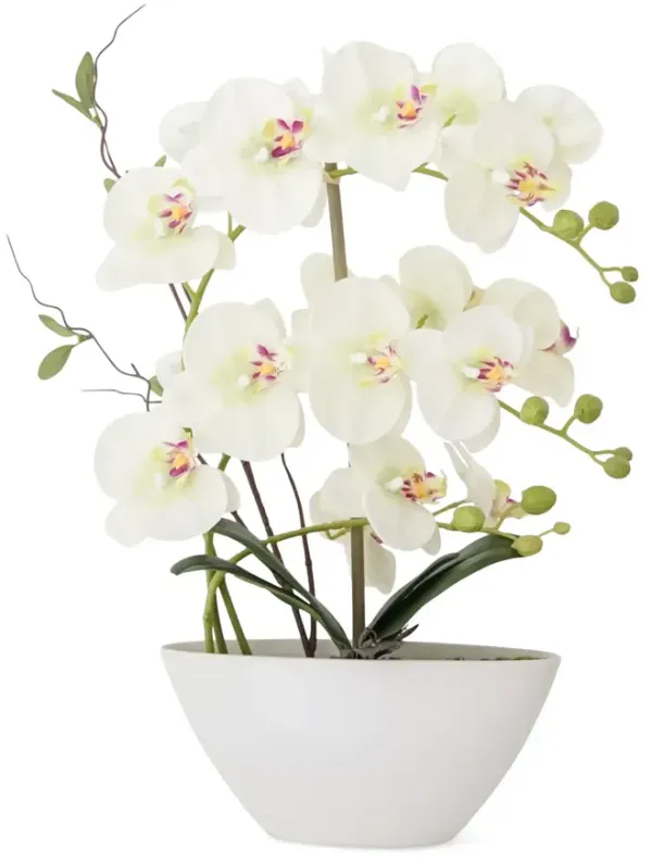White Orchids in White Bowl