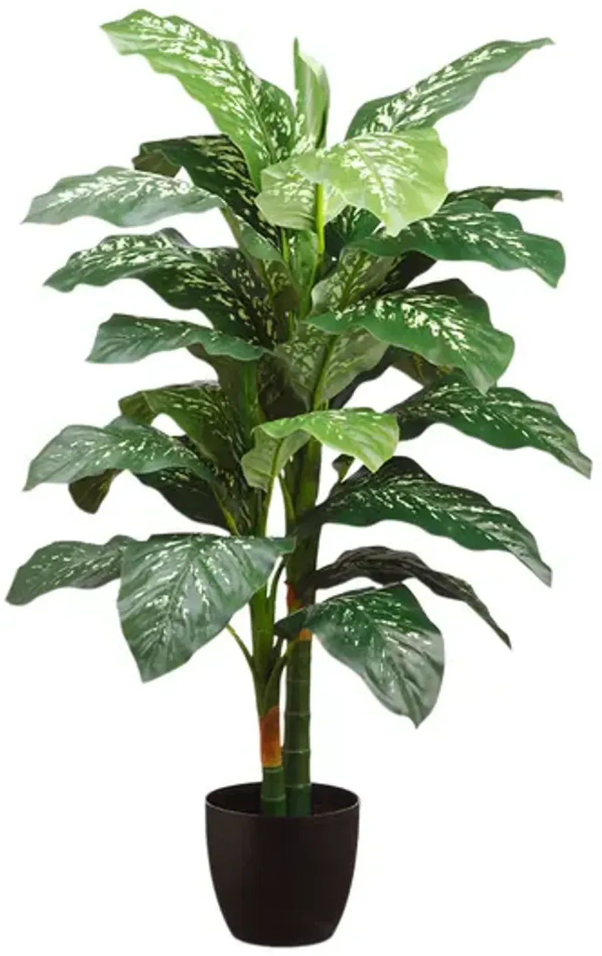 Diefenbachia Plant