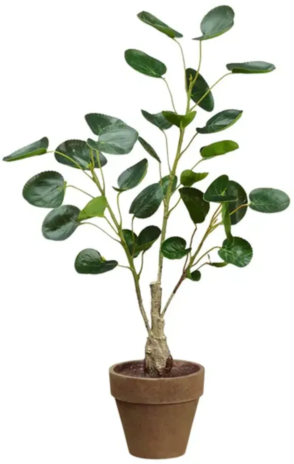 Money Plant