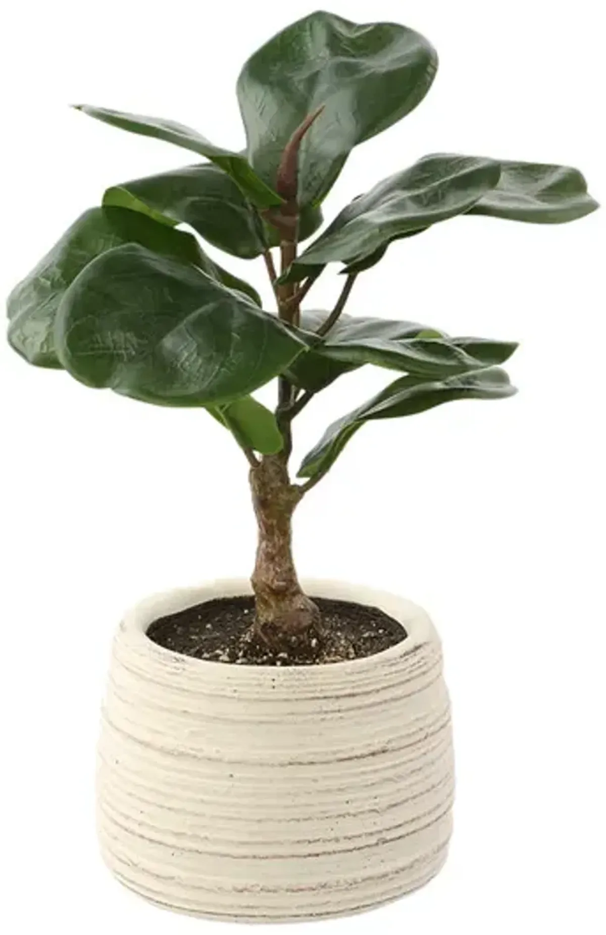 Fiddle Plant 11 
