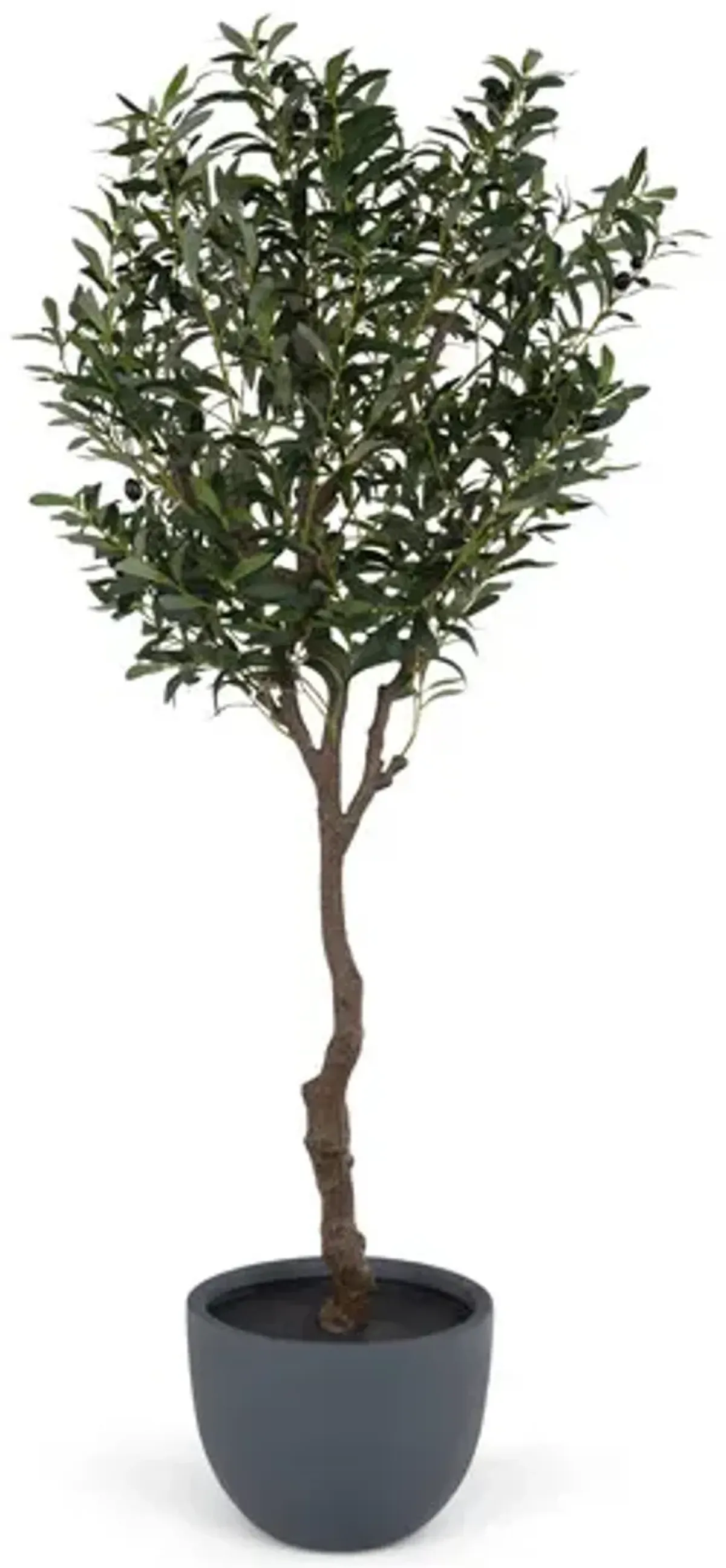 6  Olive Tree In Cement Pot