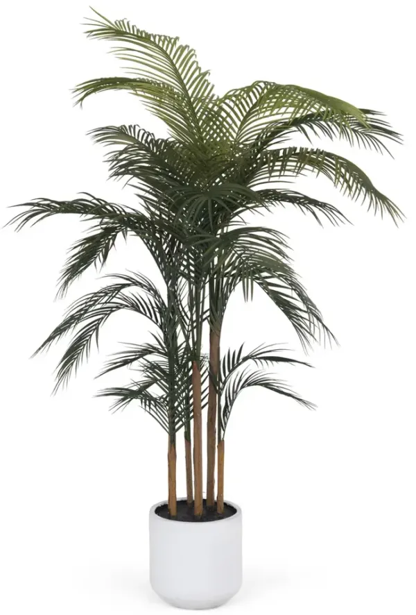 6  Areca Palm Tree In Cement Pot