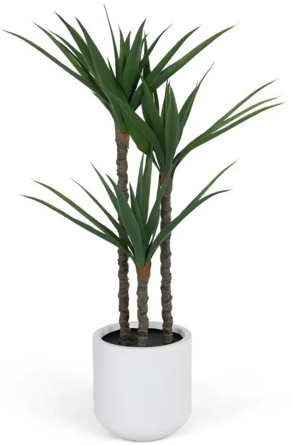 5  Gladiolus Tree In Cement Pot