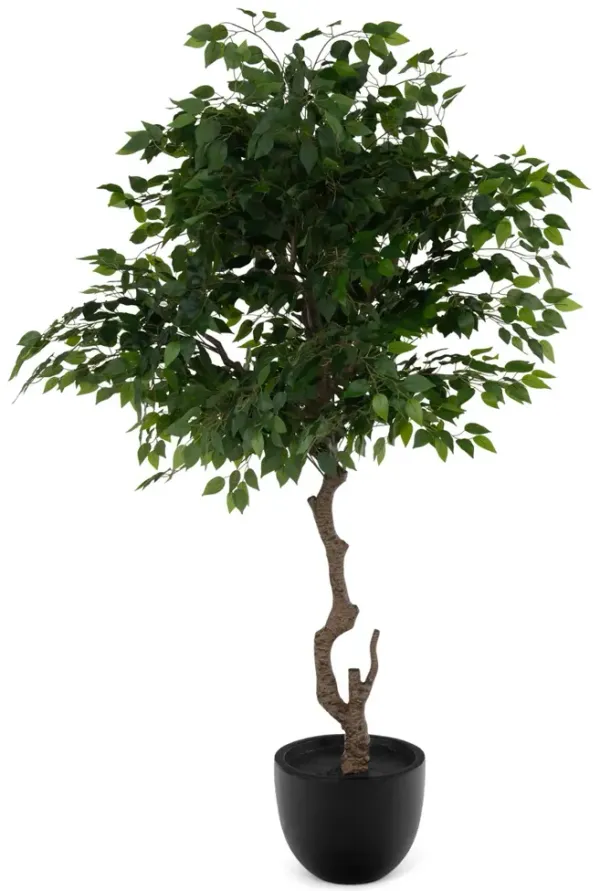 5  Banyan Tree In Cement Pot