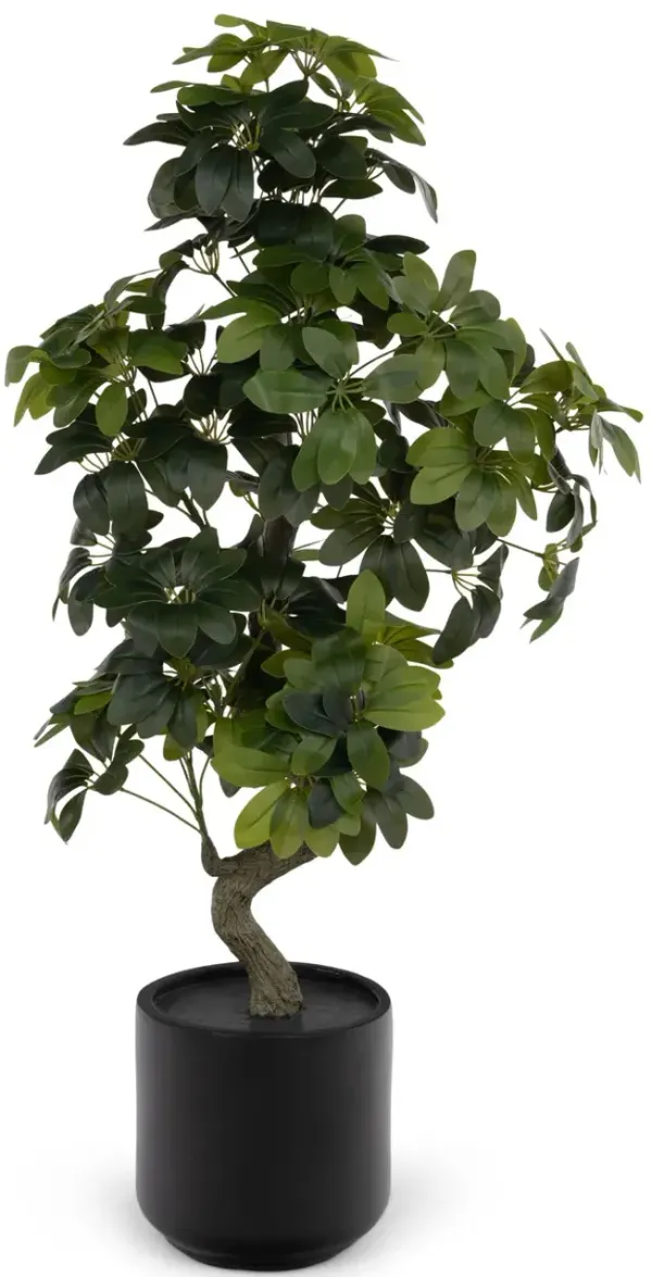 51  Schefflera Tree In Cement Pot