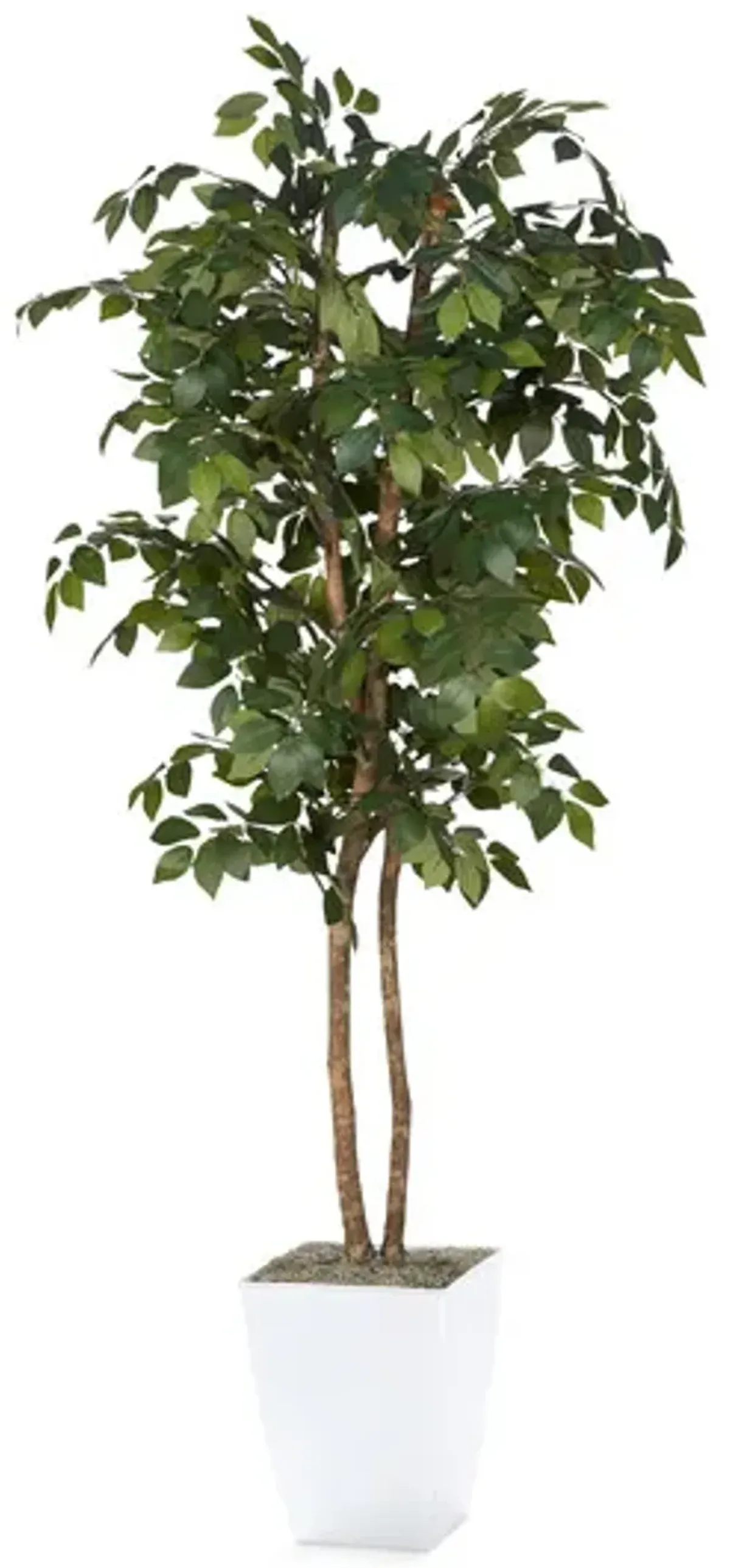 6  Sakaki Tree