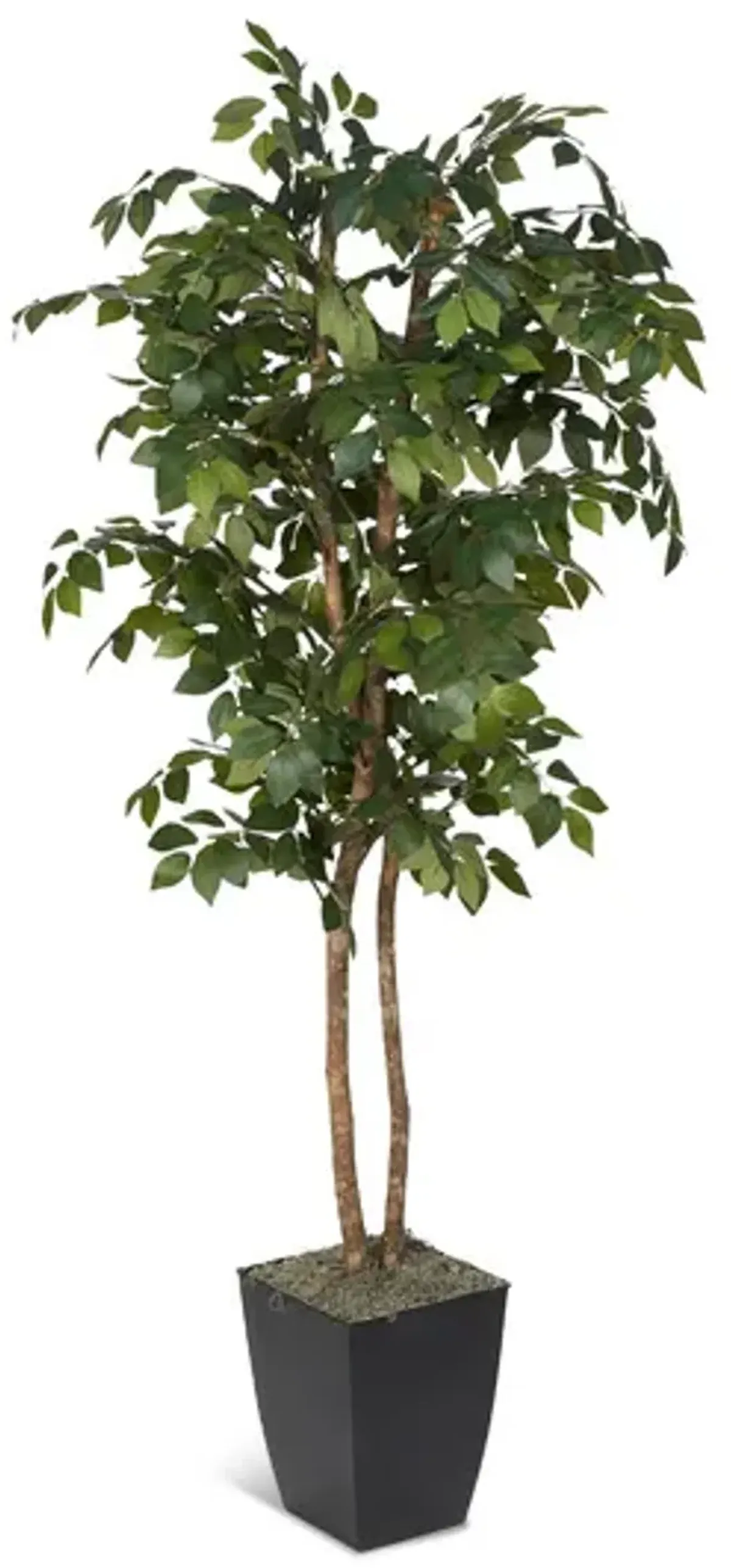 6  Sakaki Tree