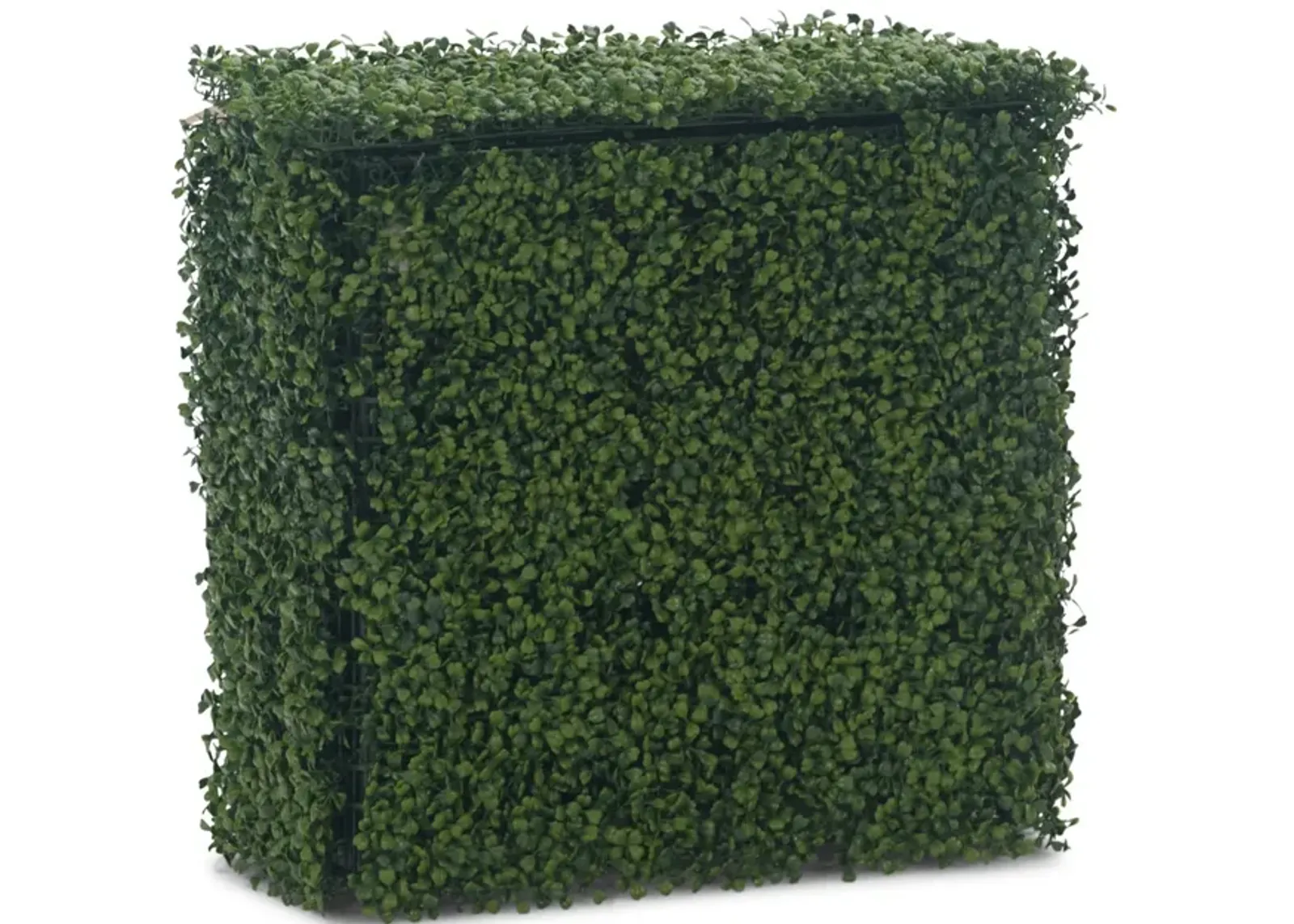 Boxwood Hedge 24  x 24 