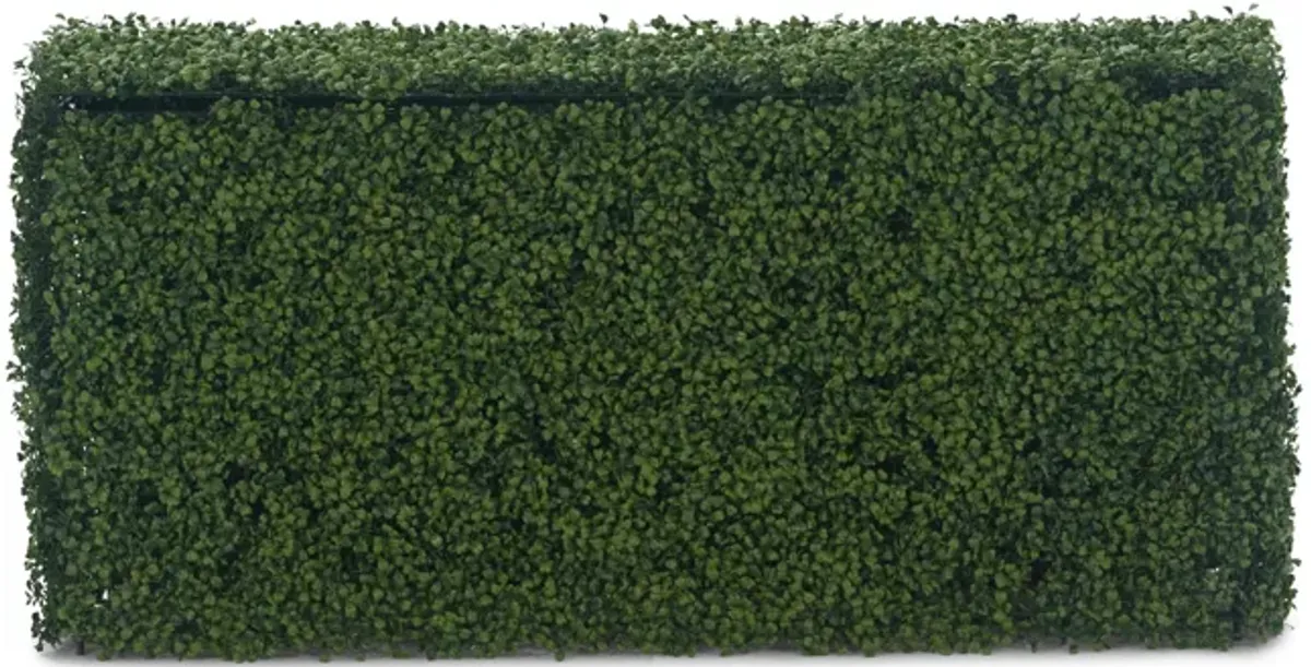 Boxwood Hedge - 48  x 26 