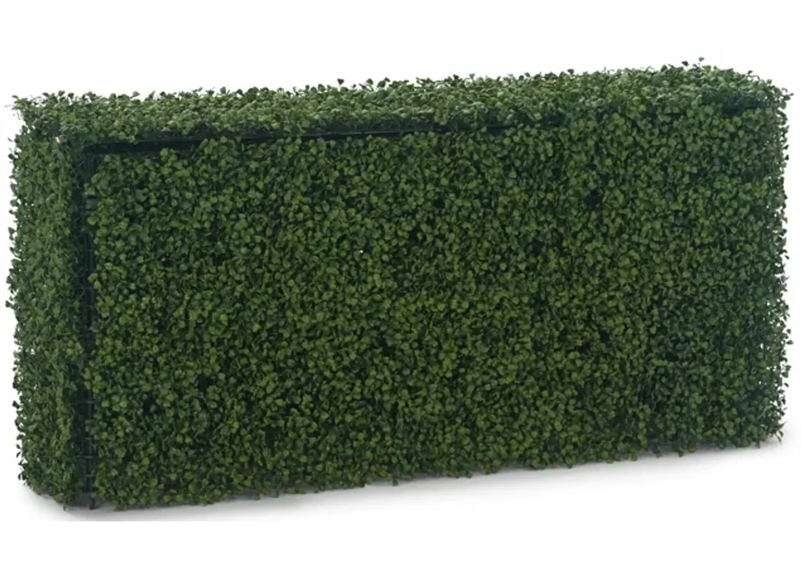 Boxwood Hedge - 48  x 26 