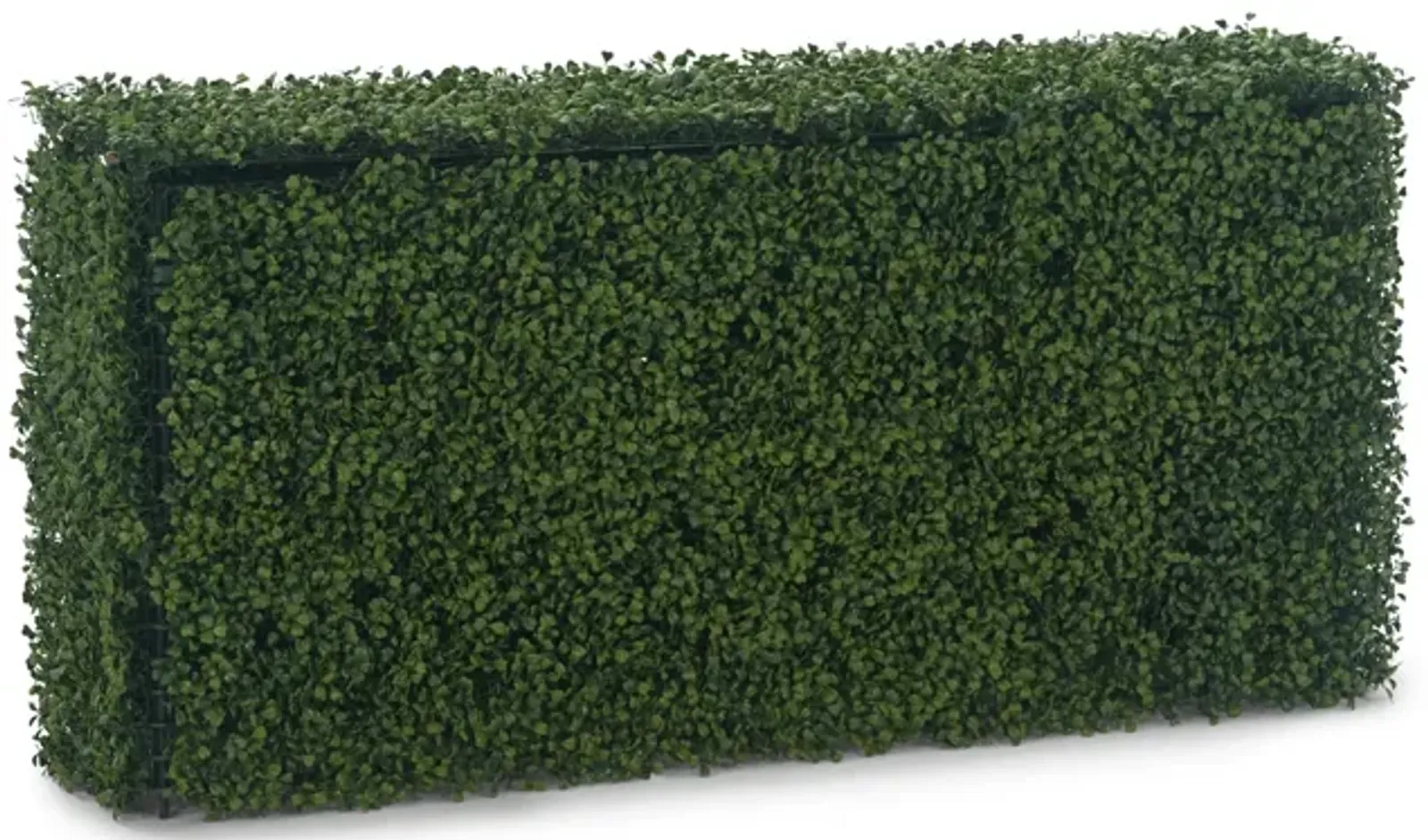 Boxwood Hedge - 48  x 26 