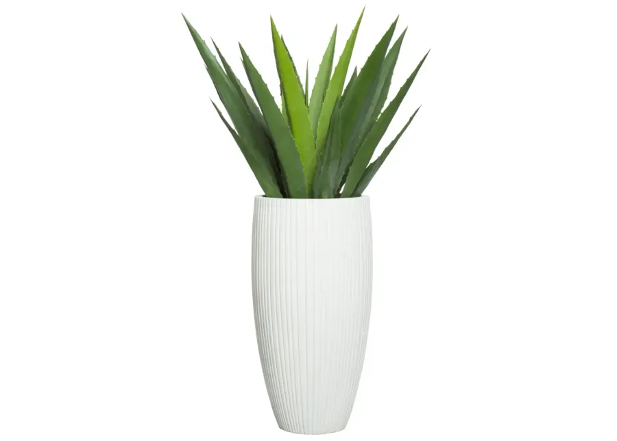 57" ALOE IN WHITE SANDSTONE RIBBED POT 57? H X 42? W