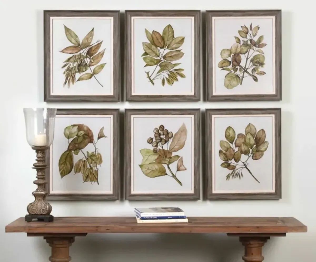 Uttermost Seedlings 6-Piece Brown Framed Prints Wall Art