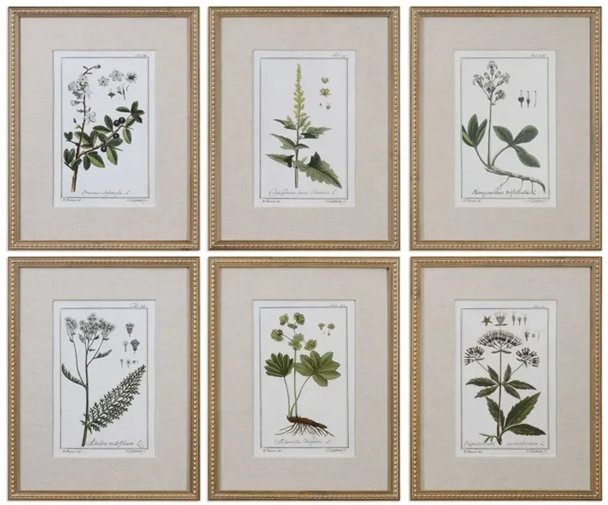 Uttermost Green Floral Botanic Wall Art Set of 6