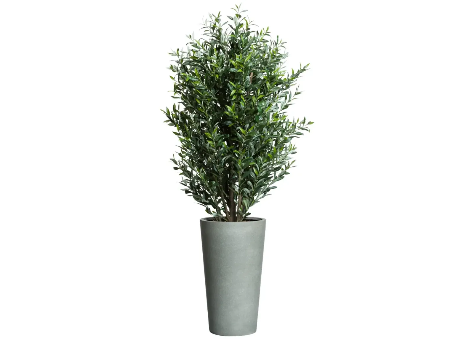 6 FOOT OLIVE TREE IN GREY POT