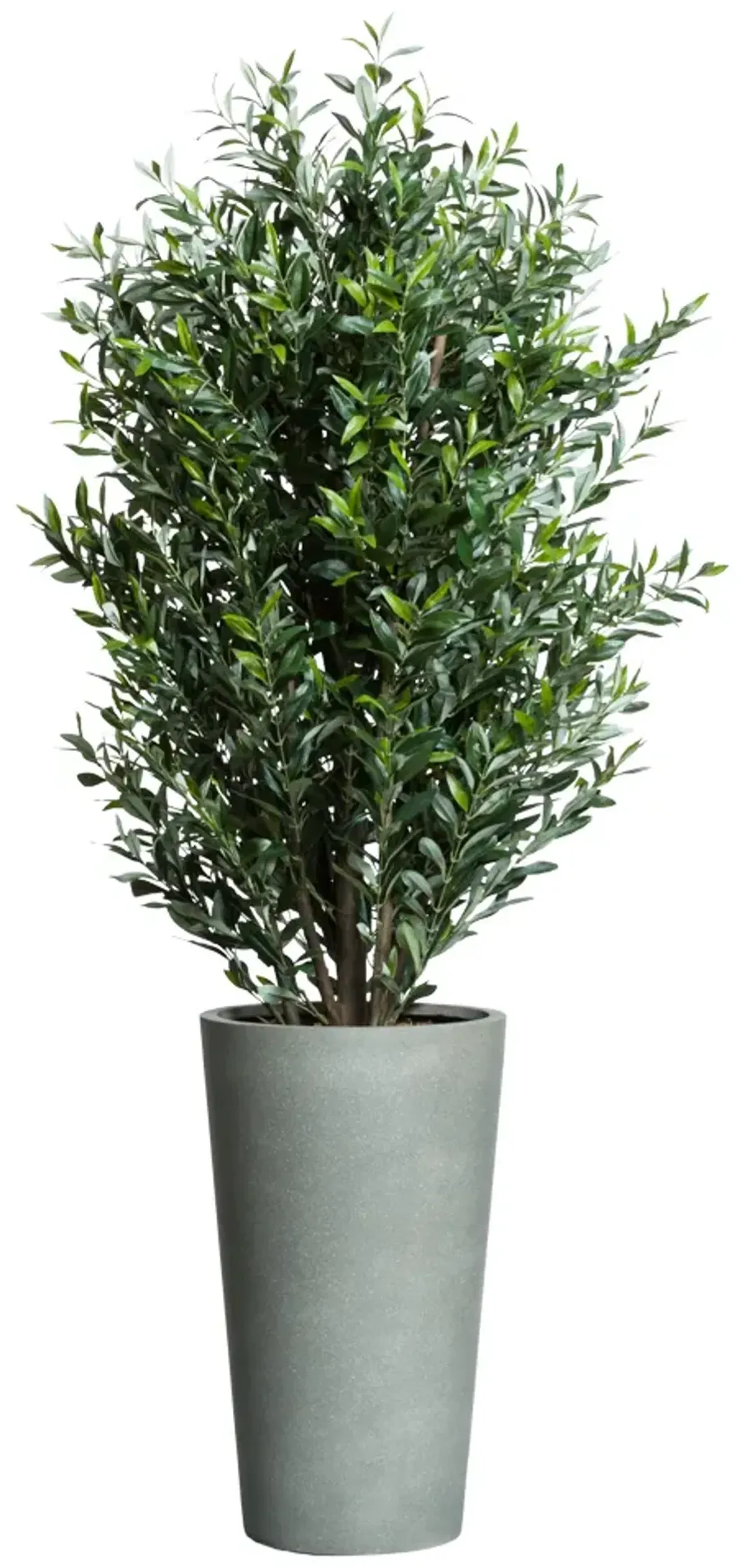 6 FOOT OLIVE TREE IN GREY POT