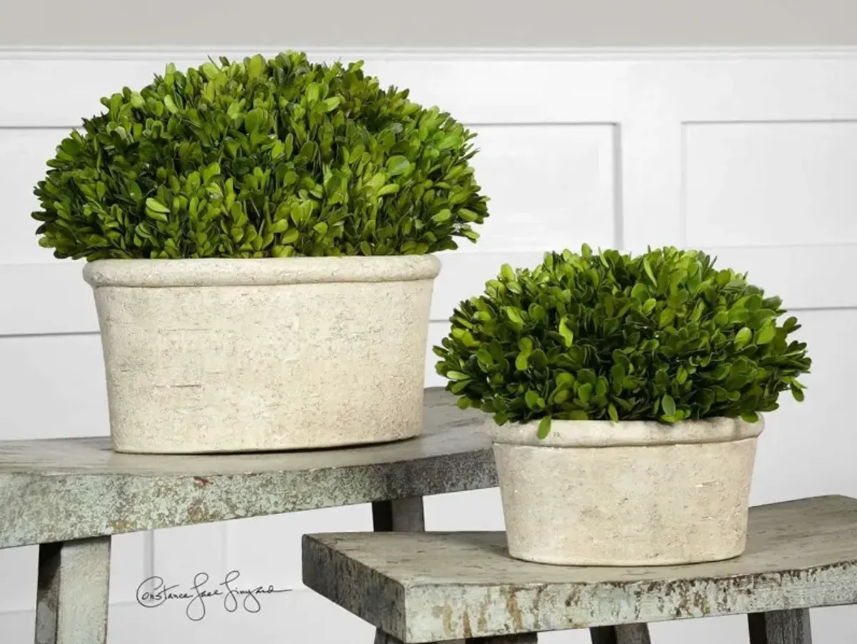 Uttermost Oval Domes Preserved Boxwood 2-Piece Foliage