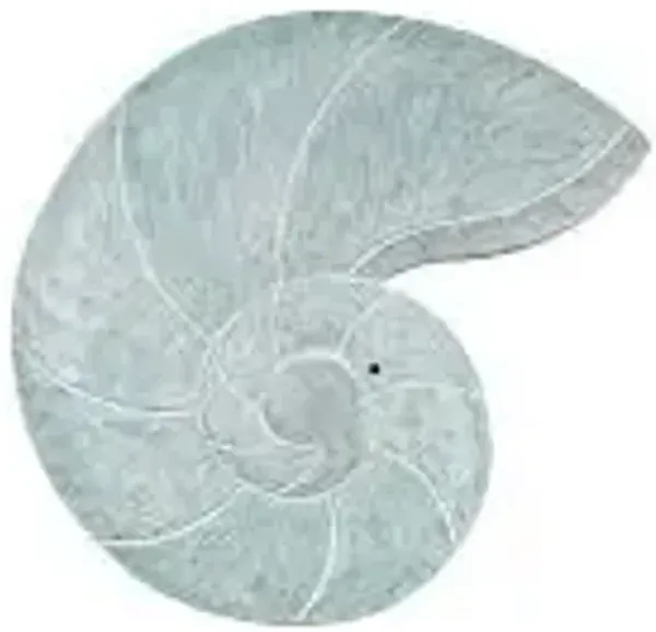 T.I. Design Nautilus Shell Seafoam Wall Art