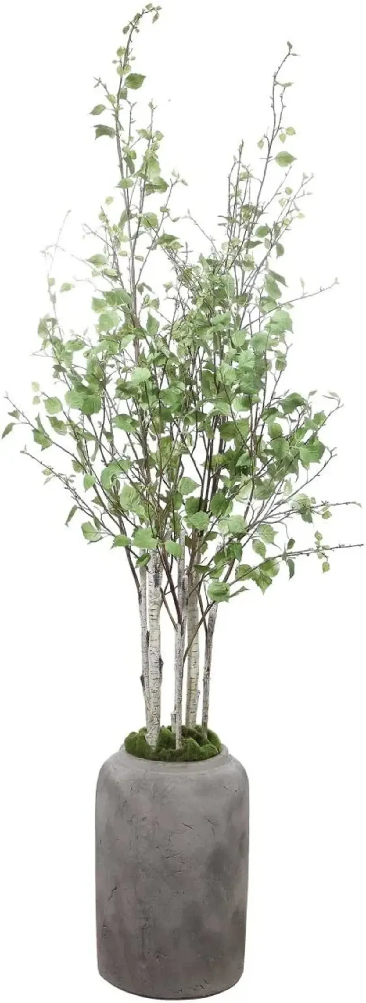 Uttermost Aldis Potted River Birch