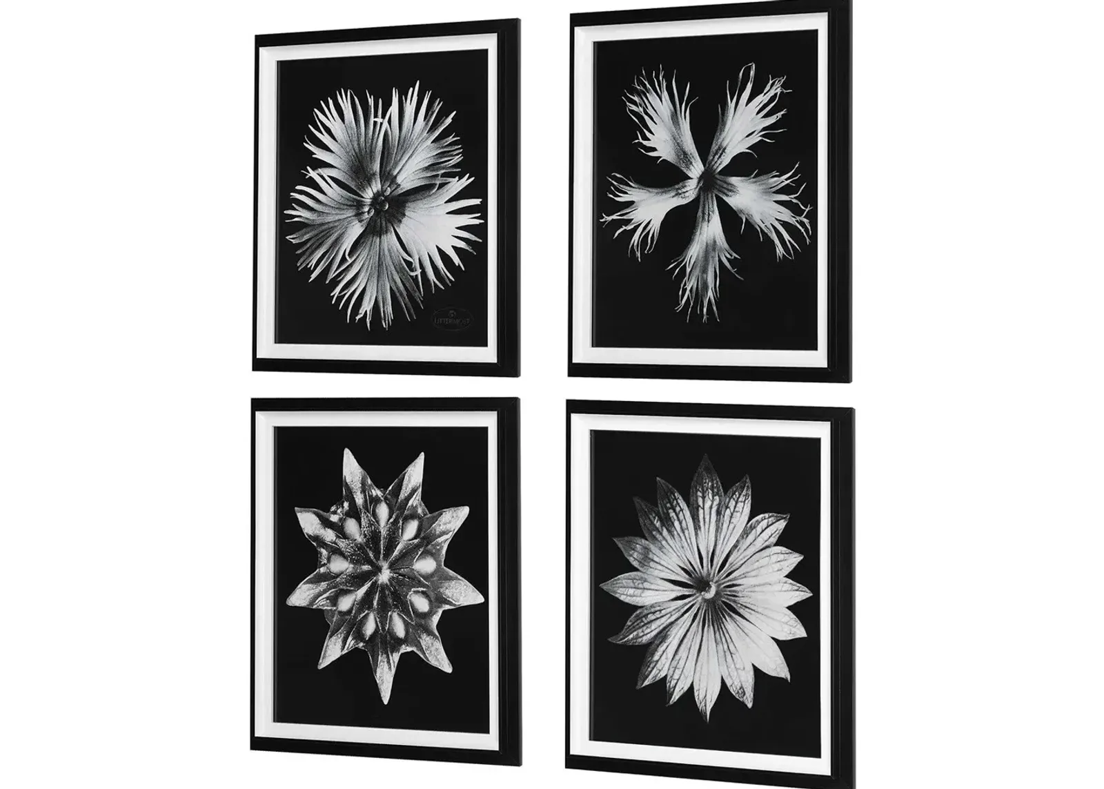 Uttermost Contemporary Floret 4-Piece Black/White Framed Prints Set Wall Art