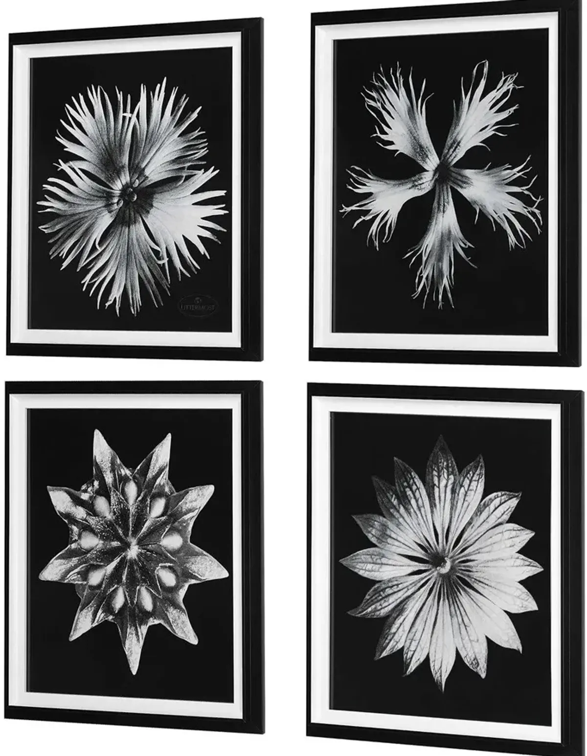 Uttermost Contemporary Floret 4-Piece Black/White Framed Prints Set Wall Art