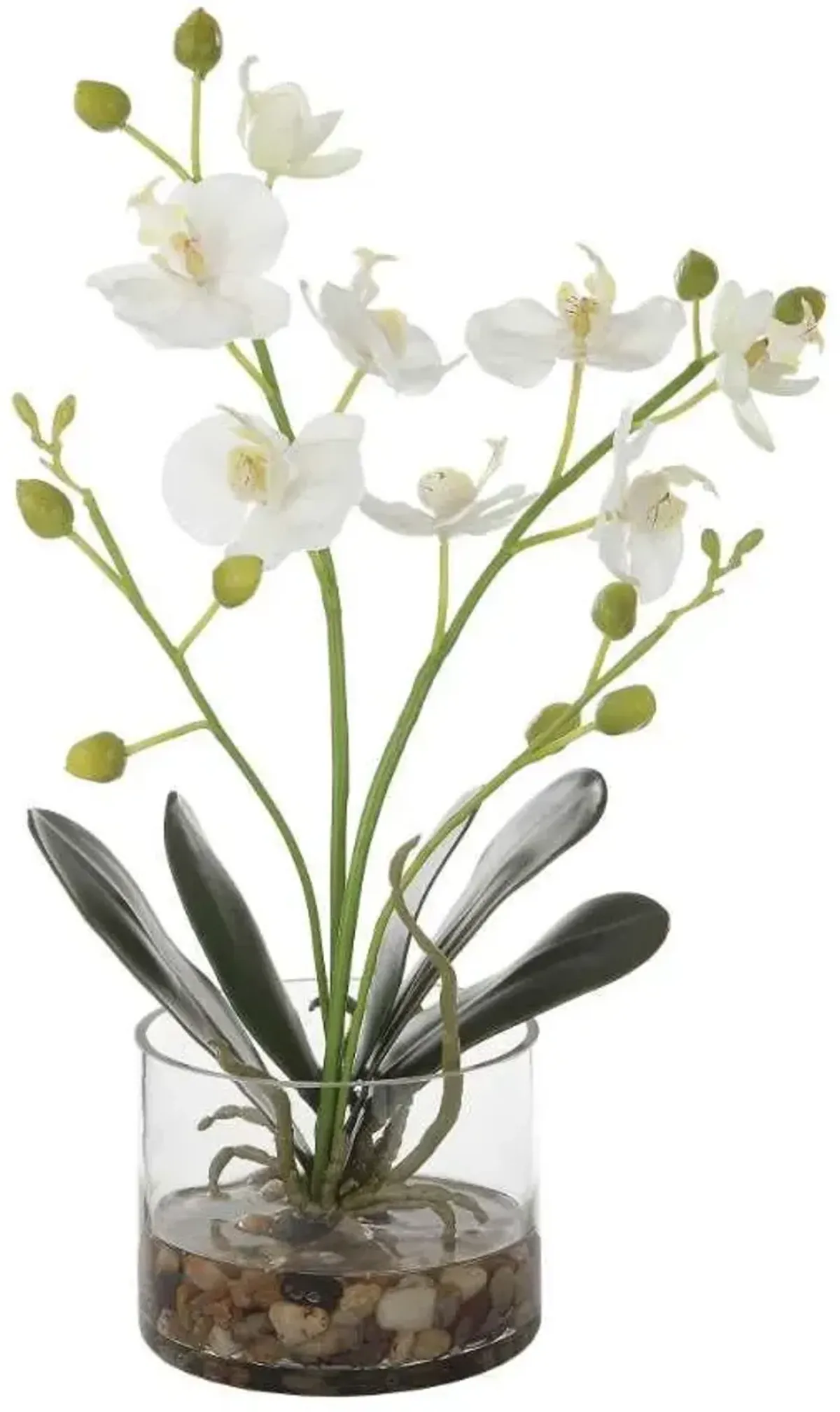 Uttermost Glory Dark Green/Green/White Orchid