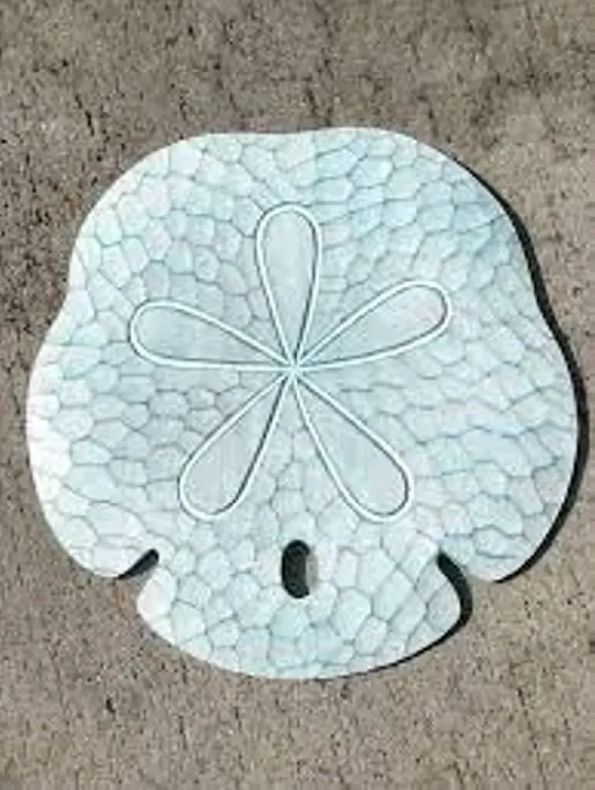 T.I. Design Sand Dollar Seafoam Wall Art