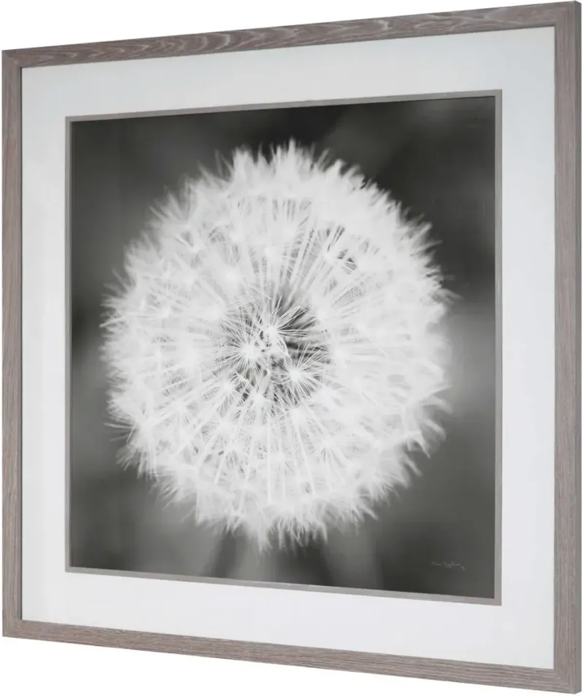 Uttermost Dandelion Seedhead Black/White Framed Print Wall Art