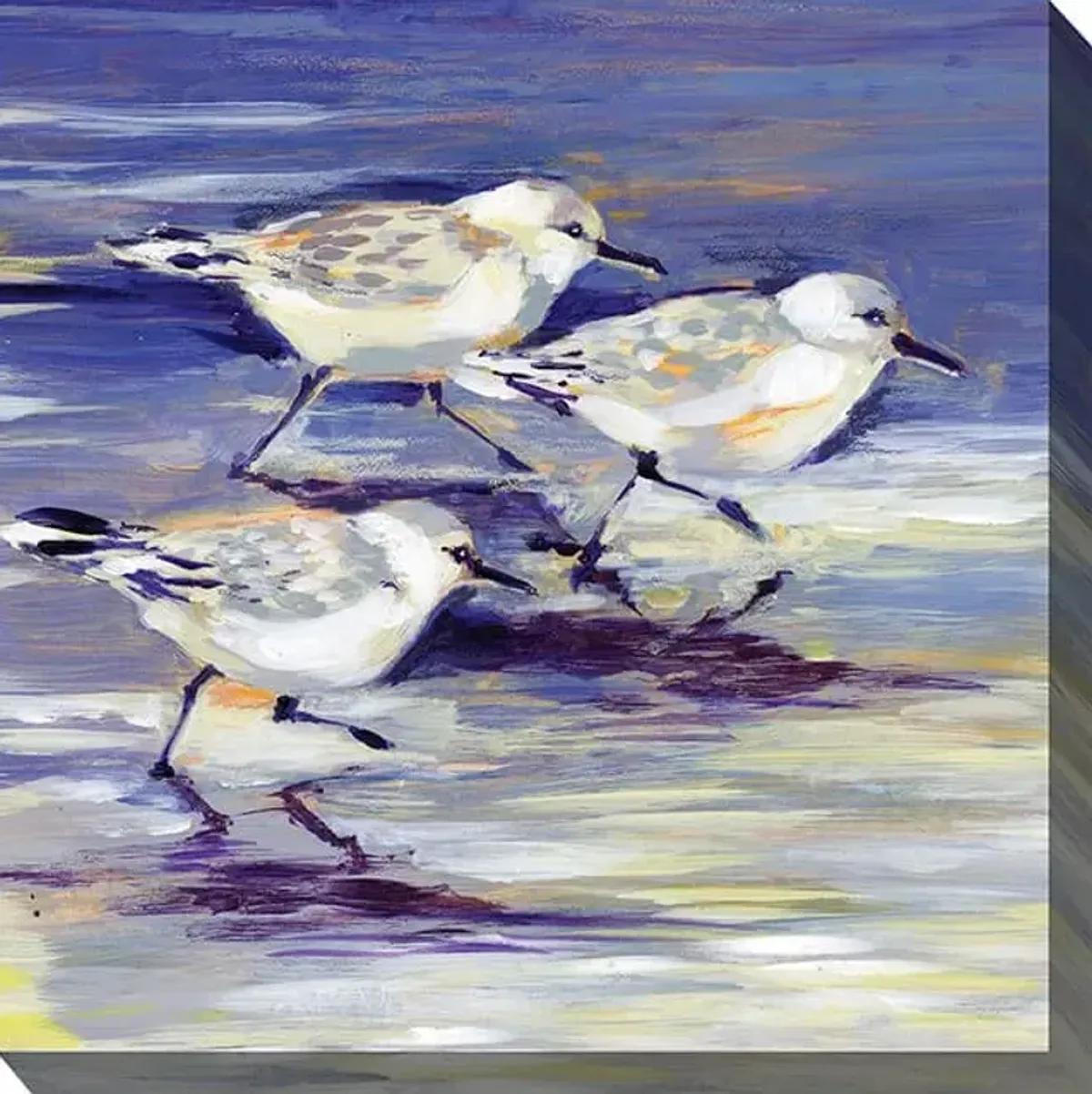 West of The Wind Sandpipers 24X24 All Season Outdoor Canvas Art