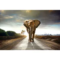 40" x 60" Lone Elephant Glass Wall Art