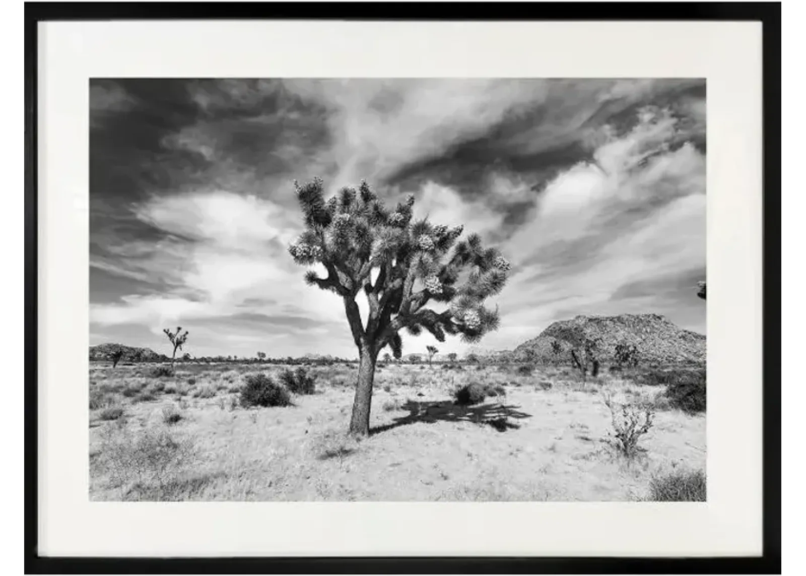 48" x 46" Joshua Tree Wall Art