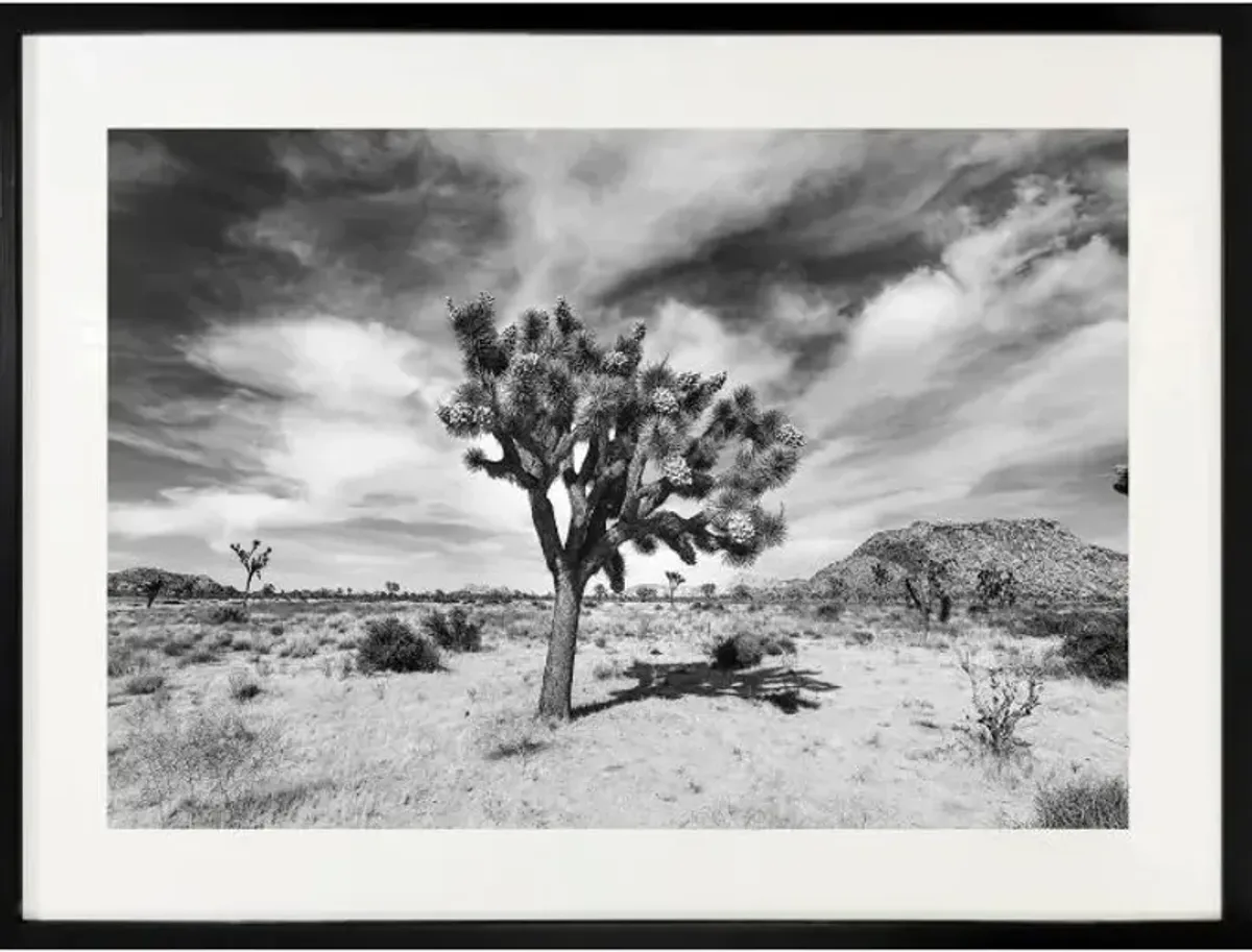 48" x 46" Joshua Tree Wall Art