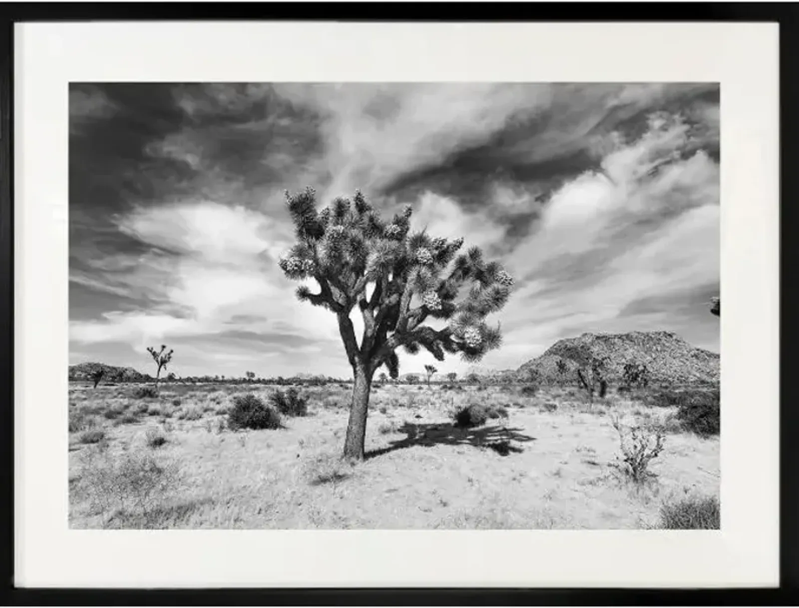 48" x 46" Joshua Tree Wall Art