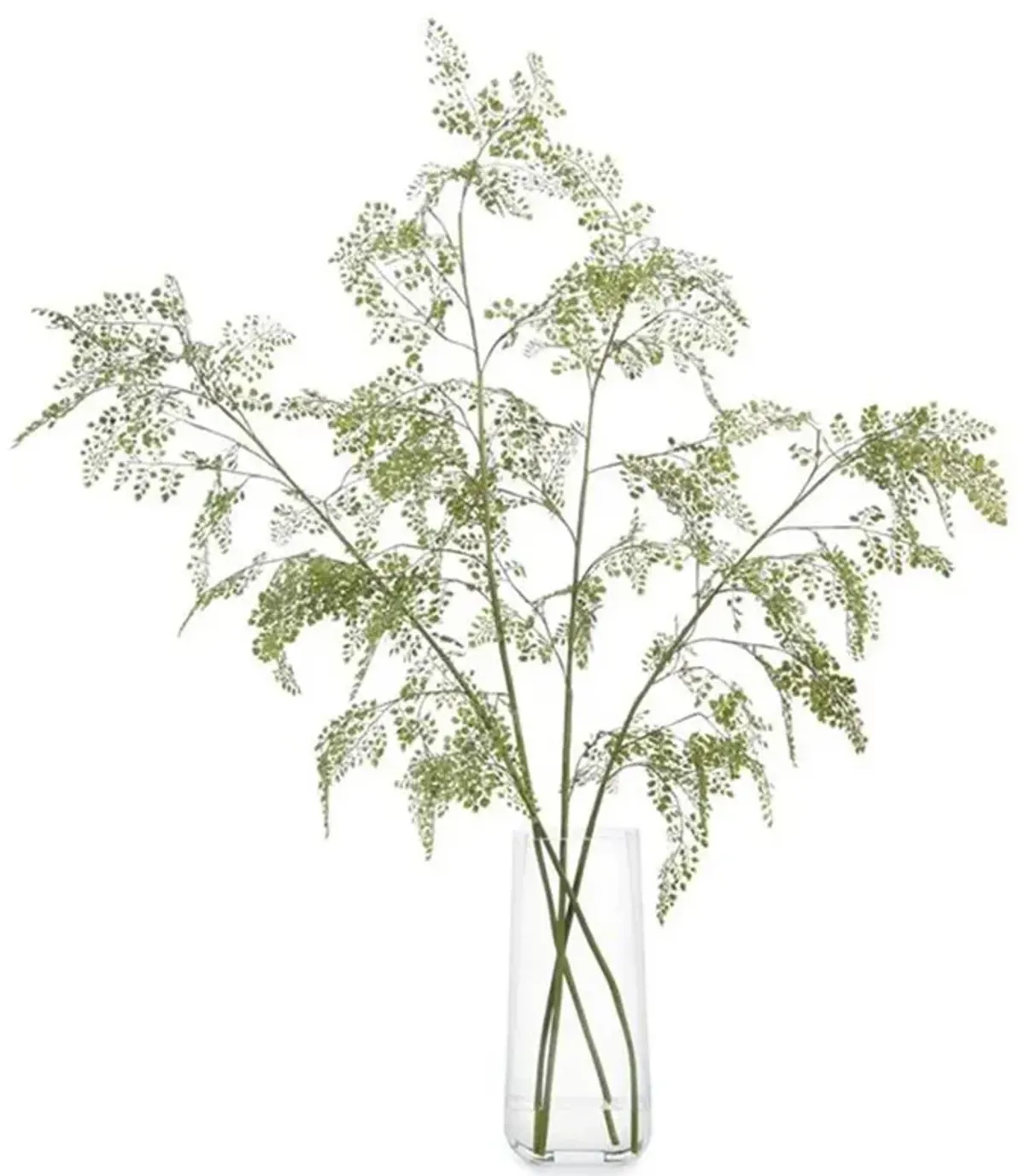 John-Richard Modern Classic Aqua Fern